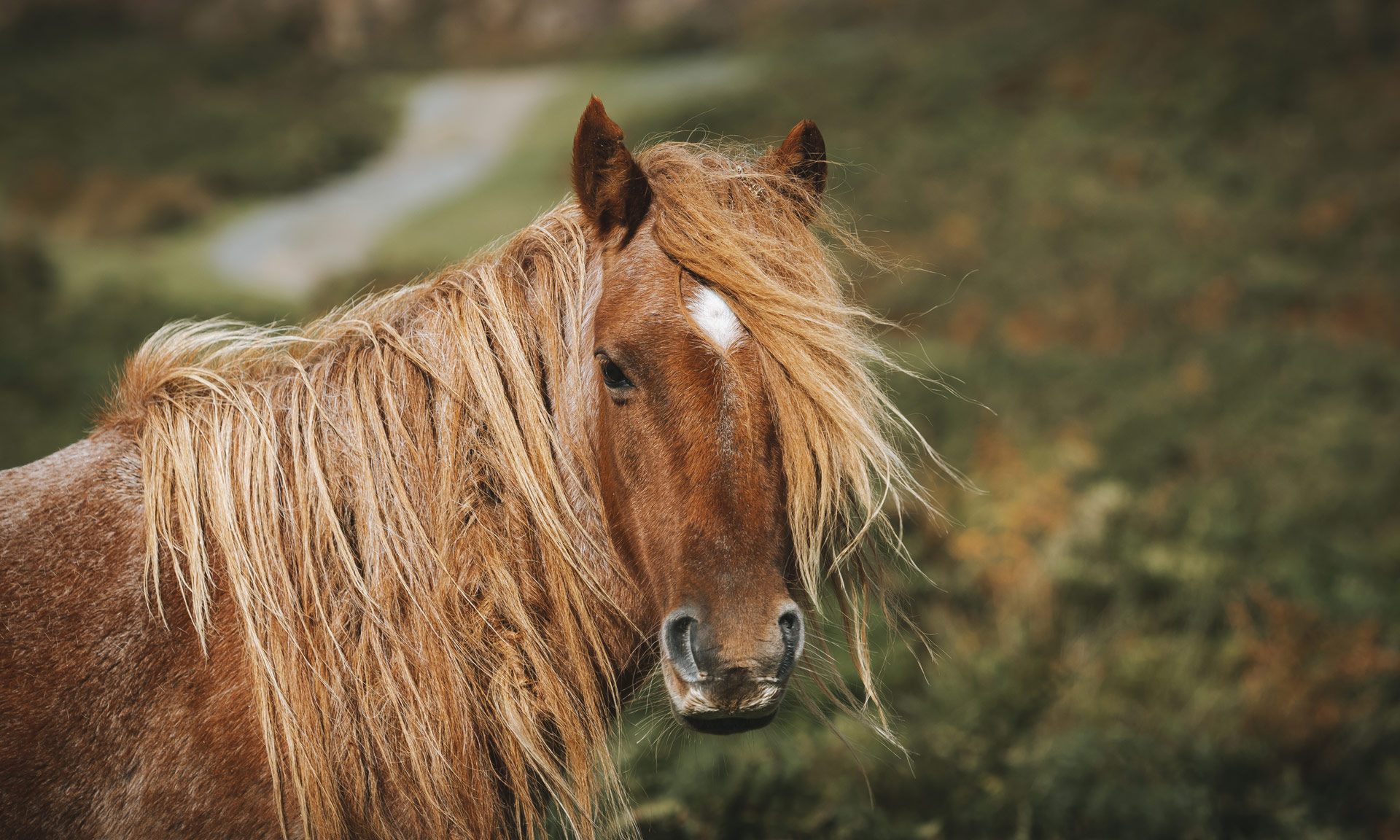 https://eryri.llyw.cymru/wp-content/uploads/2022/01/Carneddau-Ponies-4.jpg
