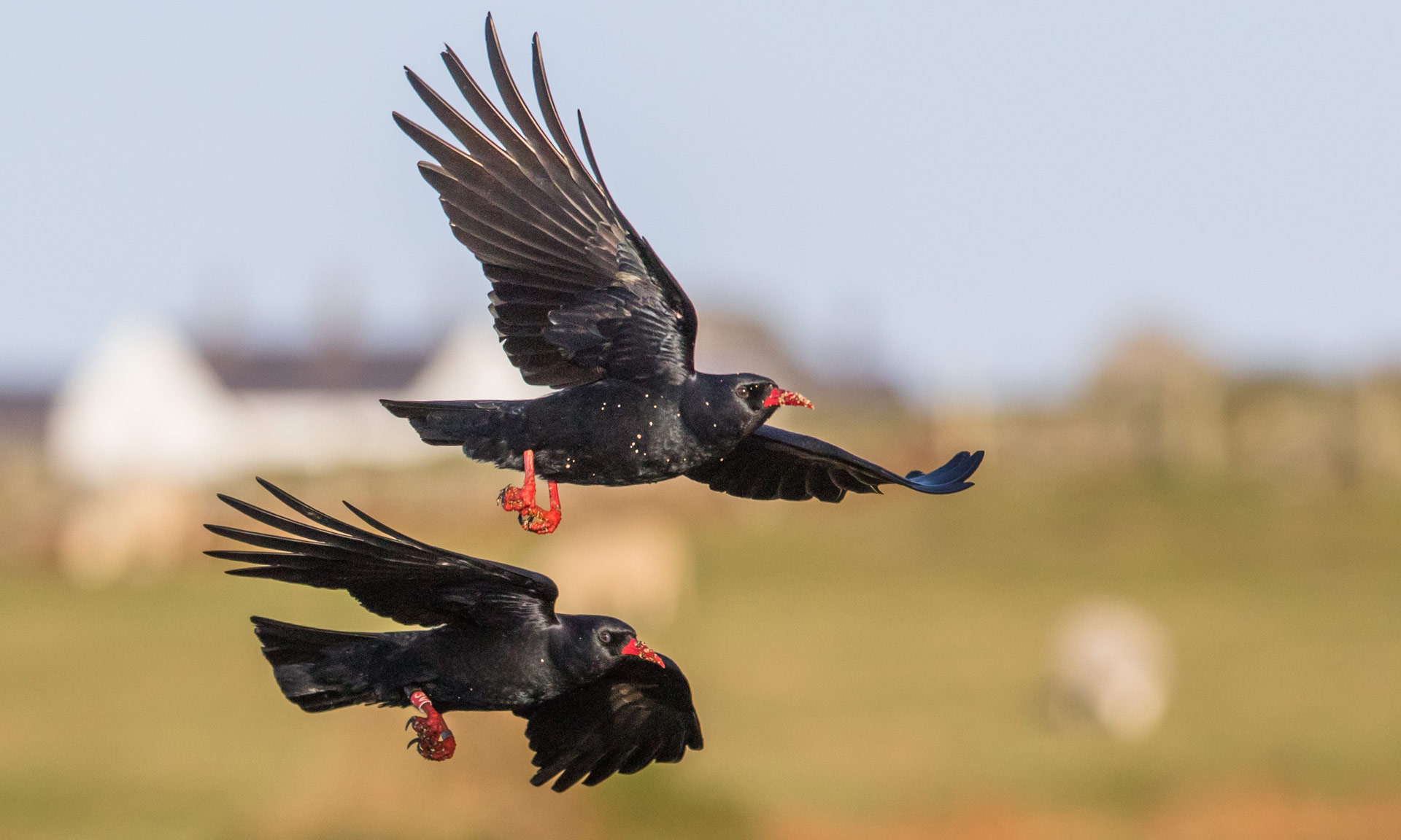 Two red-billed choughs in flight
