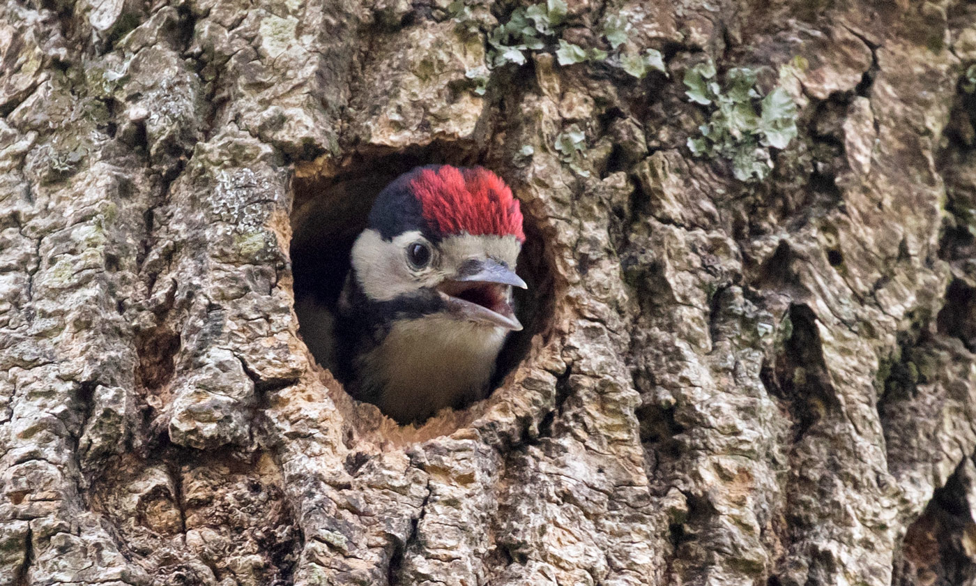 Great-spotted woodpecker chick nests in tree