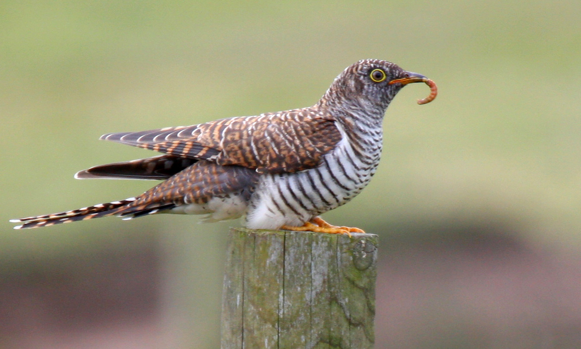 Juvenile Cuckoo stands on fencepost