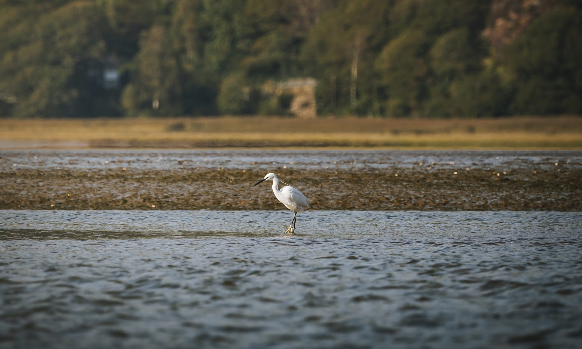A heron on the Mawddach estuary