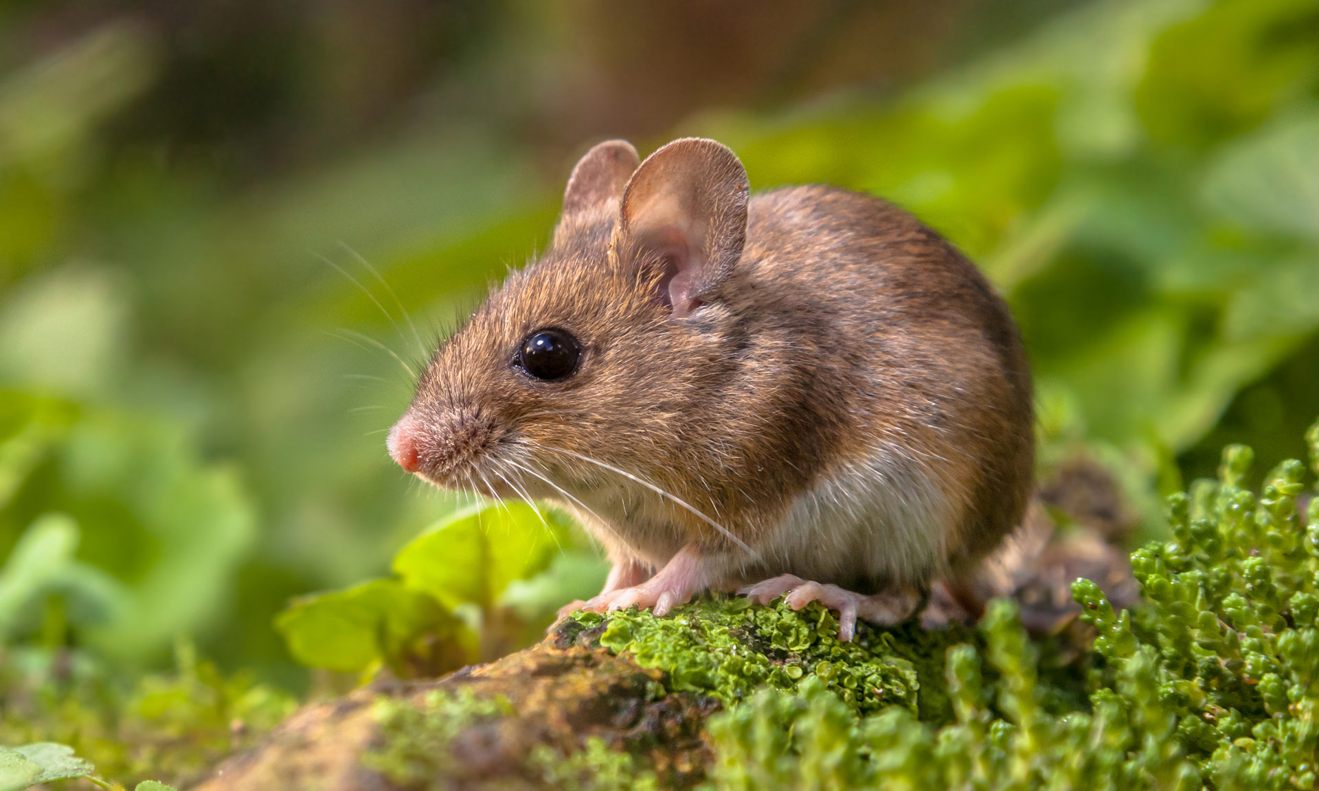 Wood mouse on forest floor