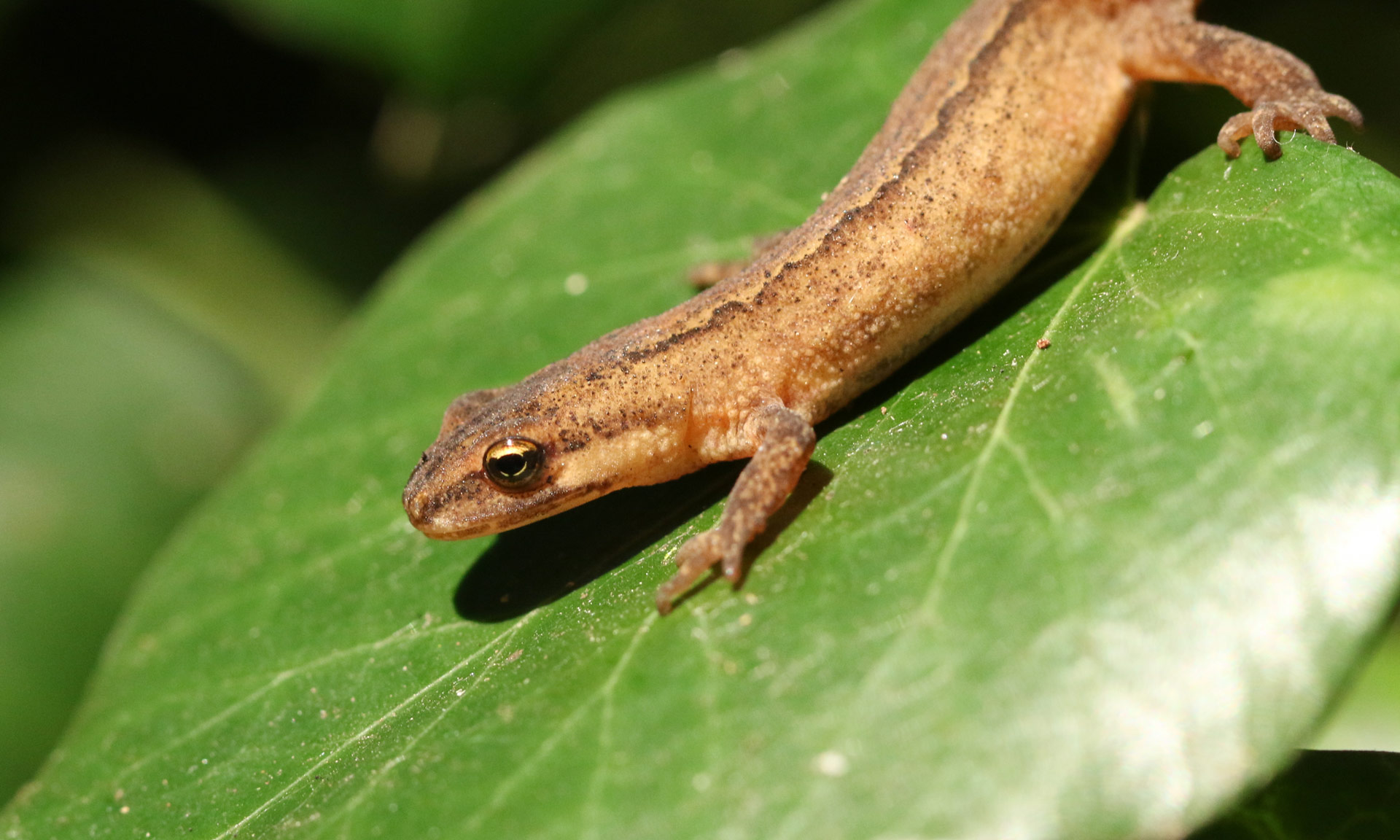Smooth newt rests on ivy leaf