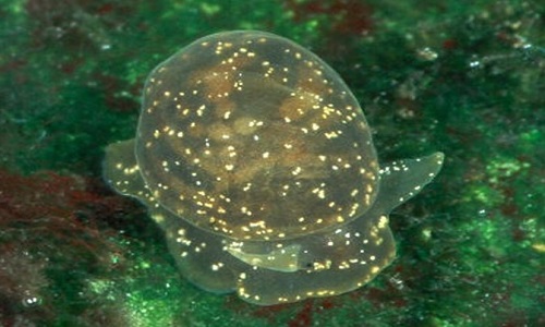 A glutinous snail underwater