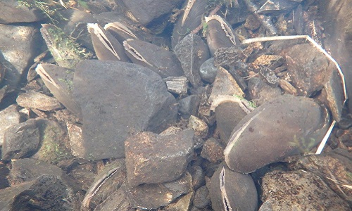 Pearl mussels on a river bed