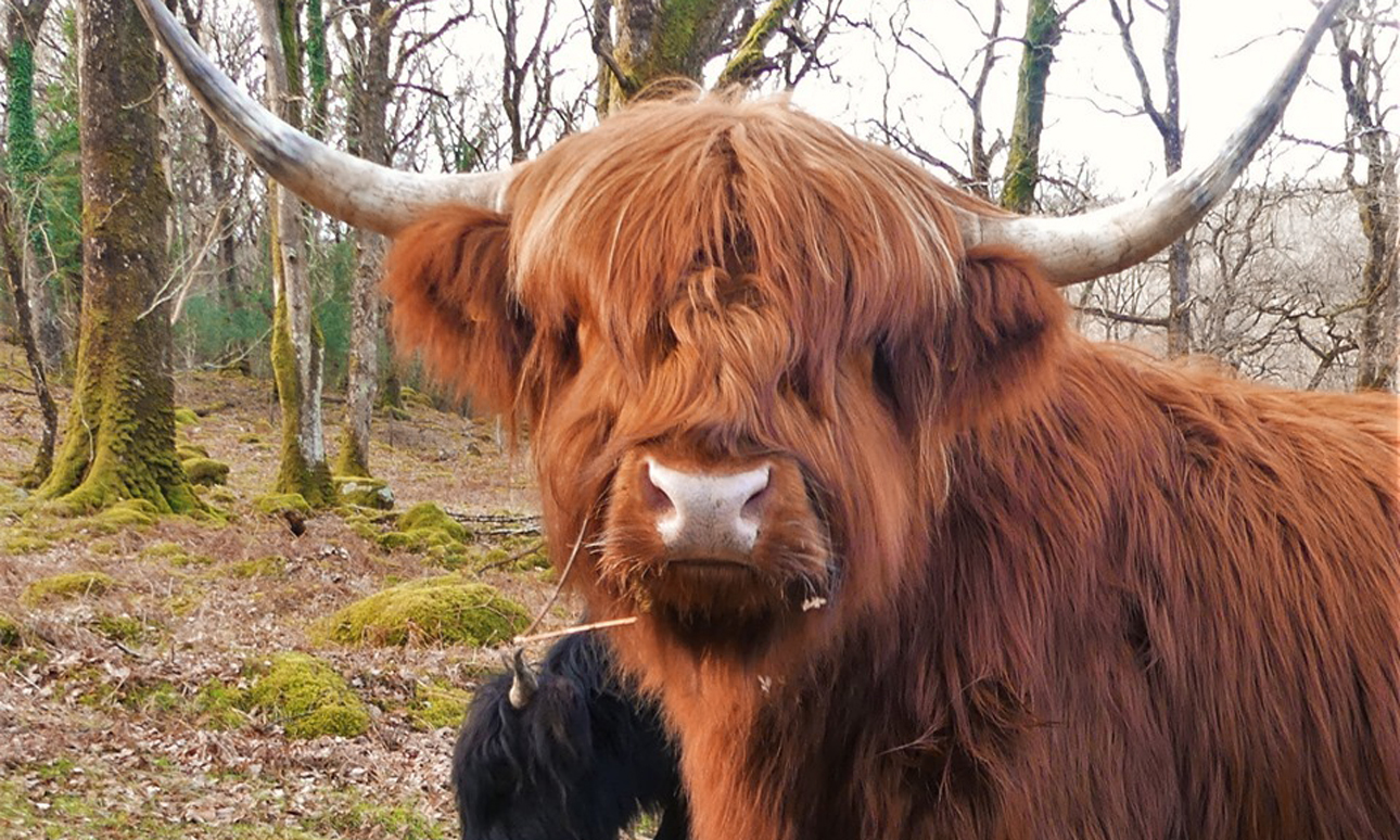 A light-brown coloured highland cow with horns looks directly at the camera.