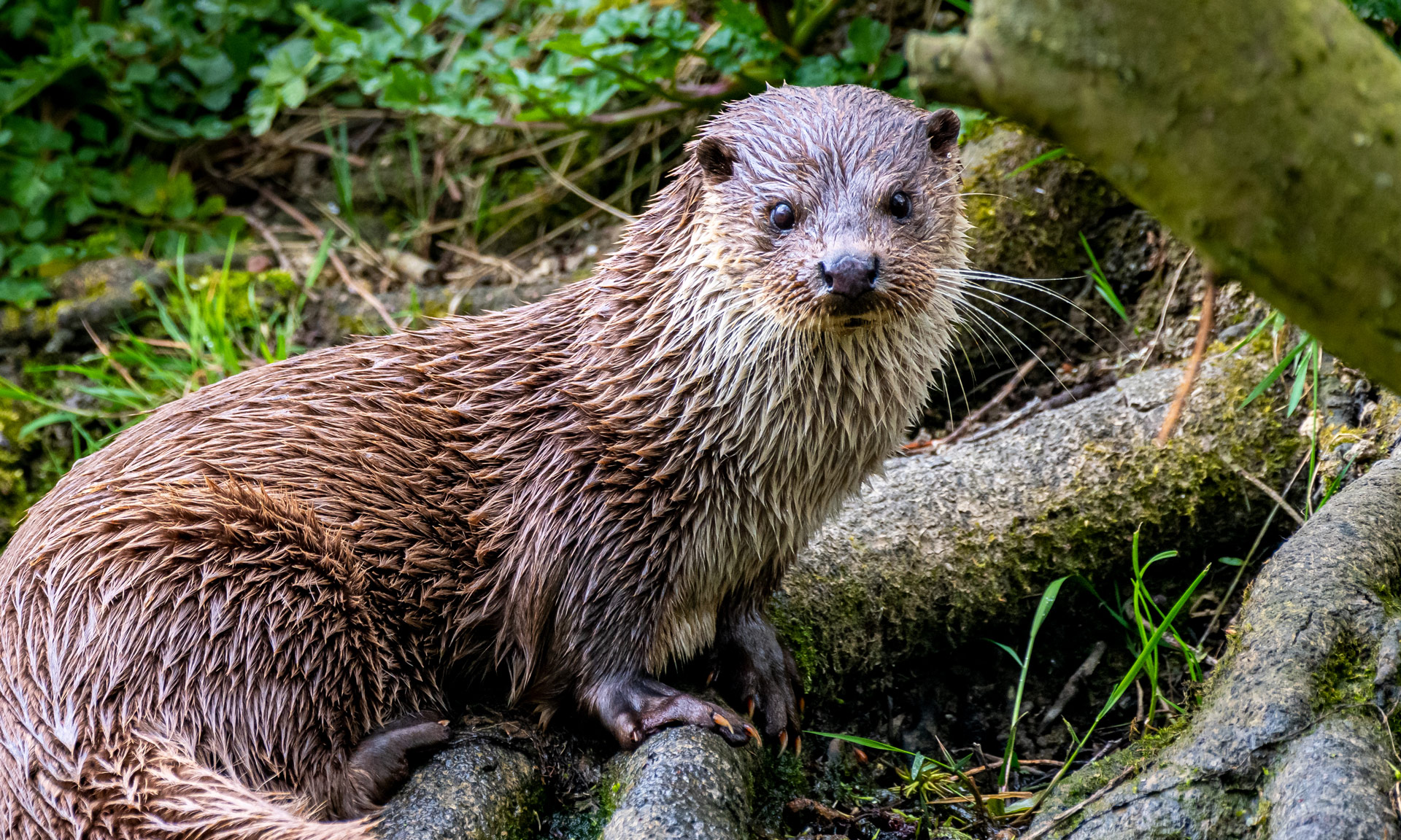 An otter on the shore of a river