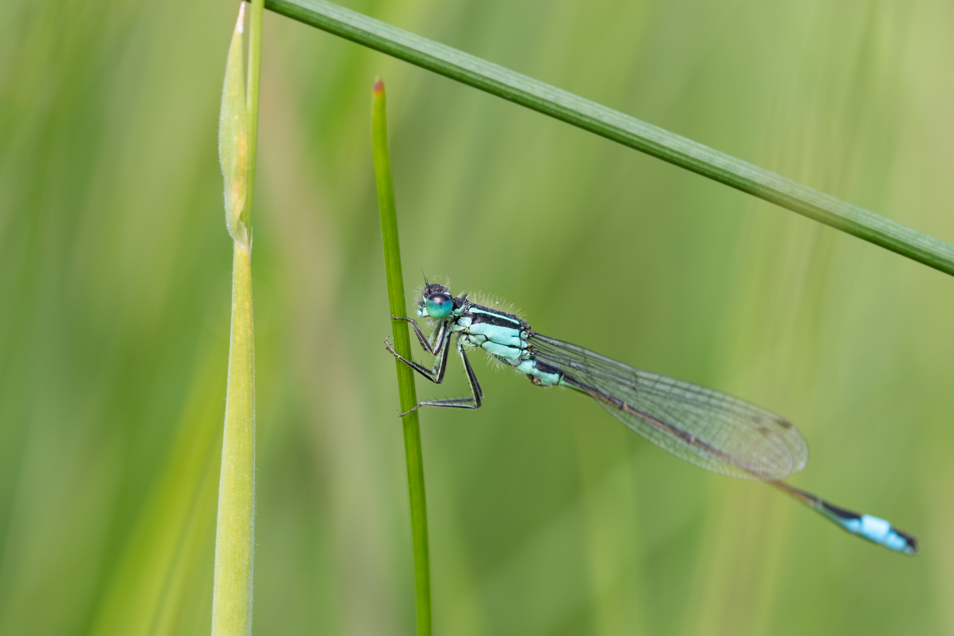 A blue-tailed damselfly clings on to a blade of grass