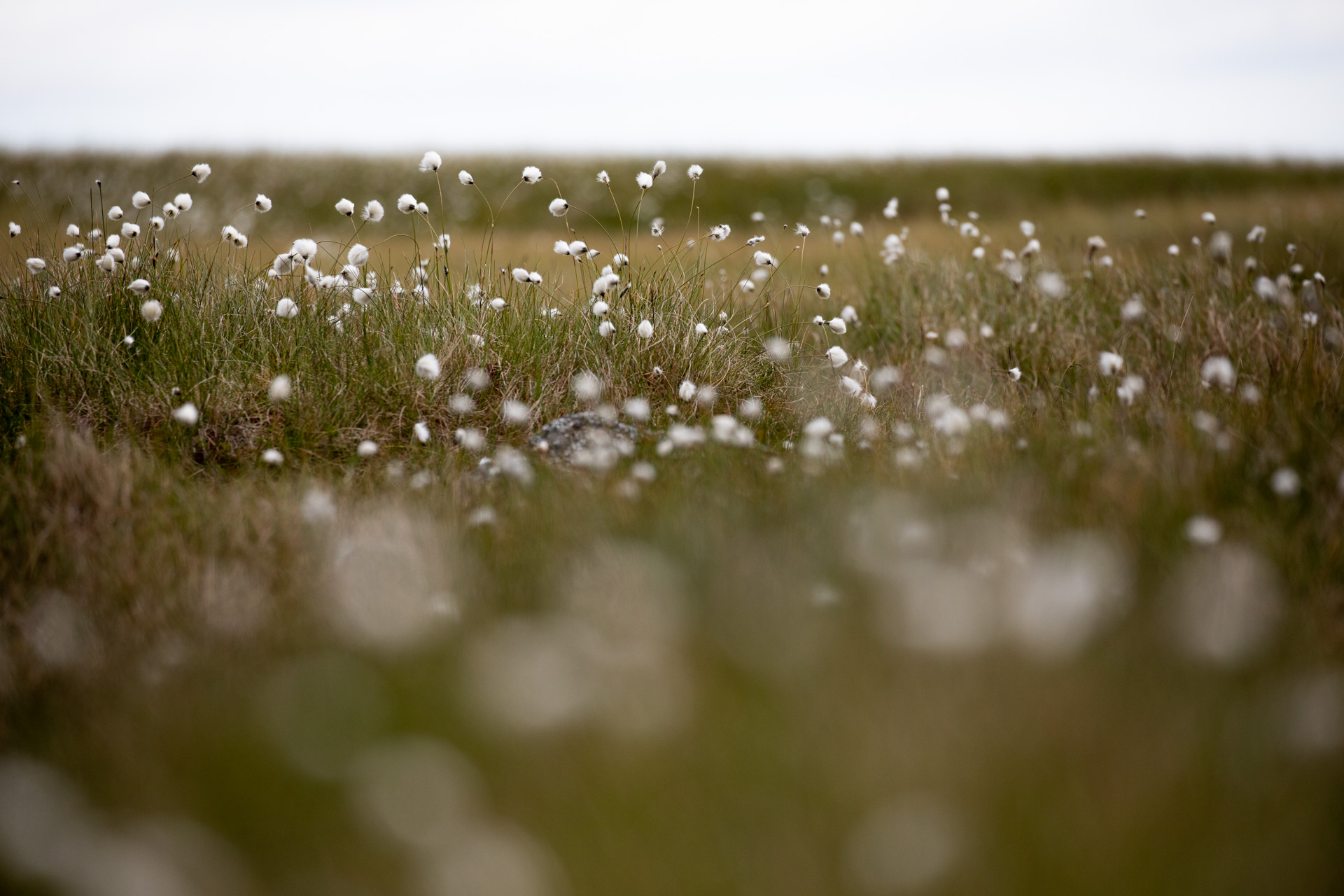 Cottongrass grows in a field