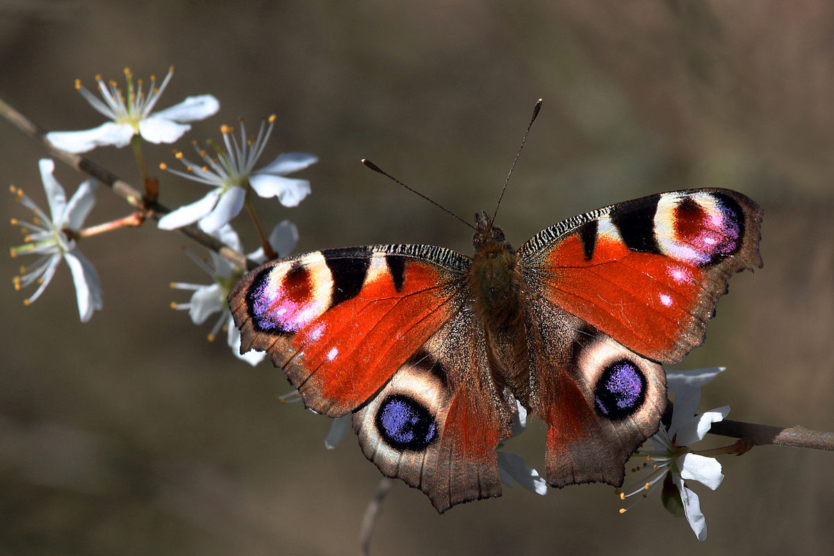 https://eryri.llyw.cymru/wp-content/uploads/2022/03/Iar-fach-lygadog-peacock-butterfly-inachis_io_2-©APCE_SNPA.jpg
