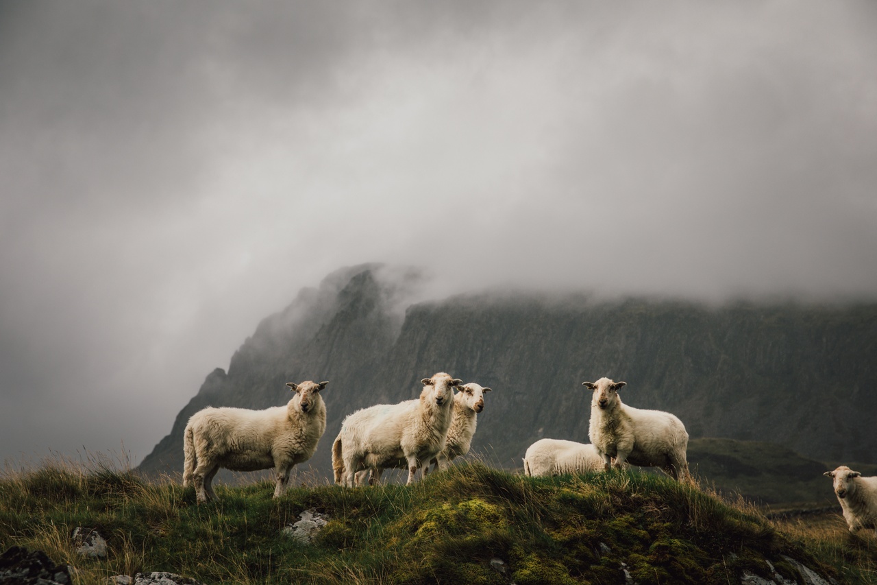 Sheep graze o Cader Idris