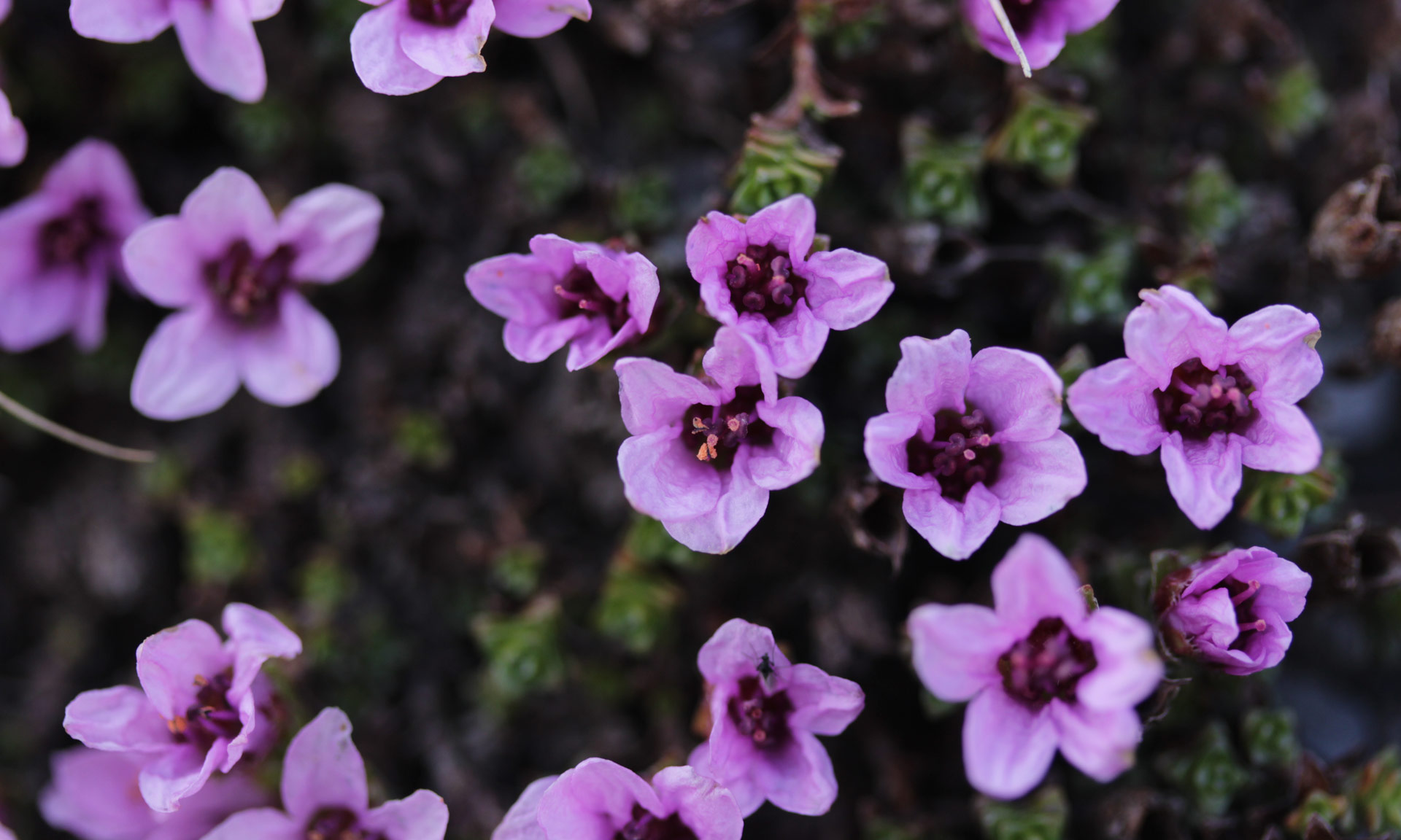 The purple flowers of the purple saxifrage 