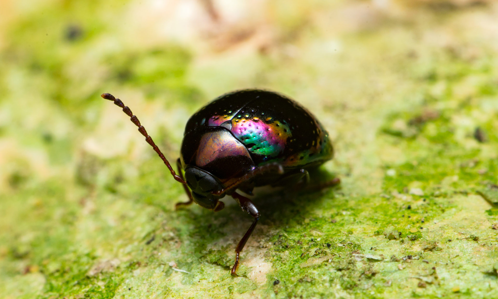 The beatiful rainbow leaf beetle