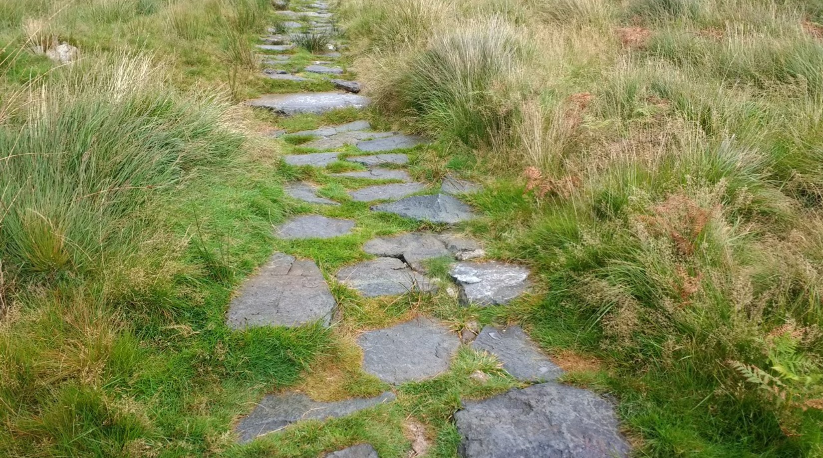 Llwybr carreg gyda gwair wedi tyfu rhwng y cerrig. Stone pitched path with grass growing between stones