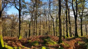 Diwrnod Hyfforddiant Llysgenhadon Eryri