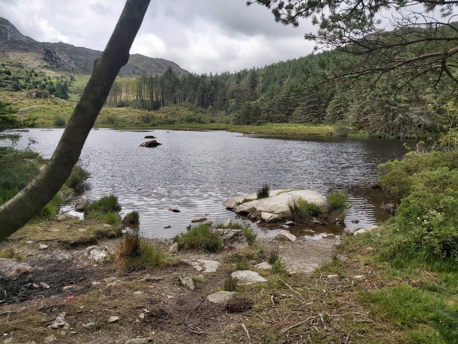 Taith Gerdded Meddylgarwch: Coedwig Beddgelert