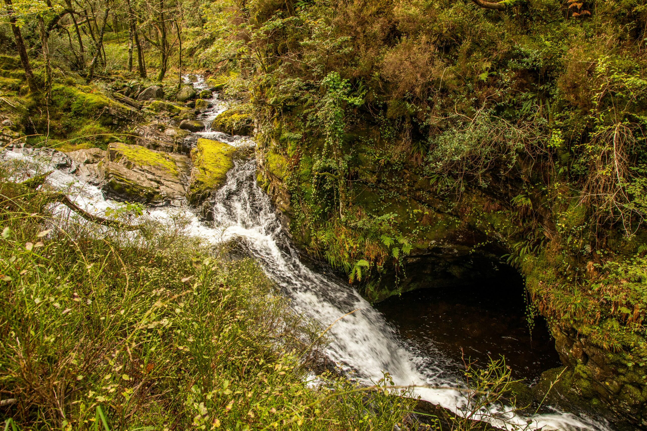 Cynhadledd Coedwigoedd Glaw Celtaidd LIFE: Dathlu Llwyddiant, Llunio Dyfodol Coedwigoedd Glaw Cymru
