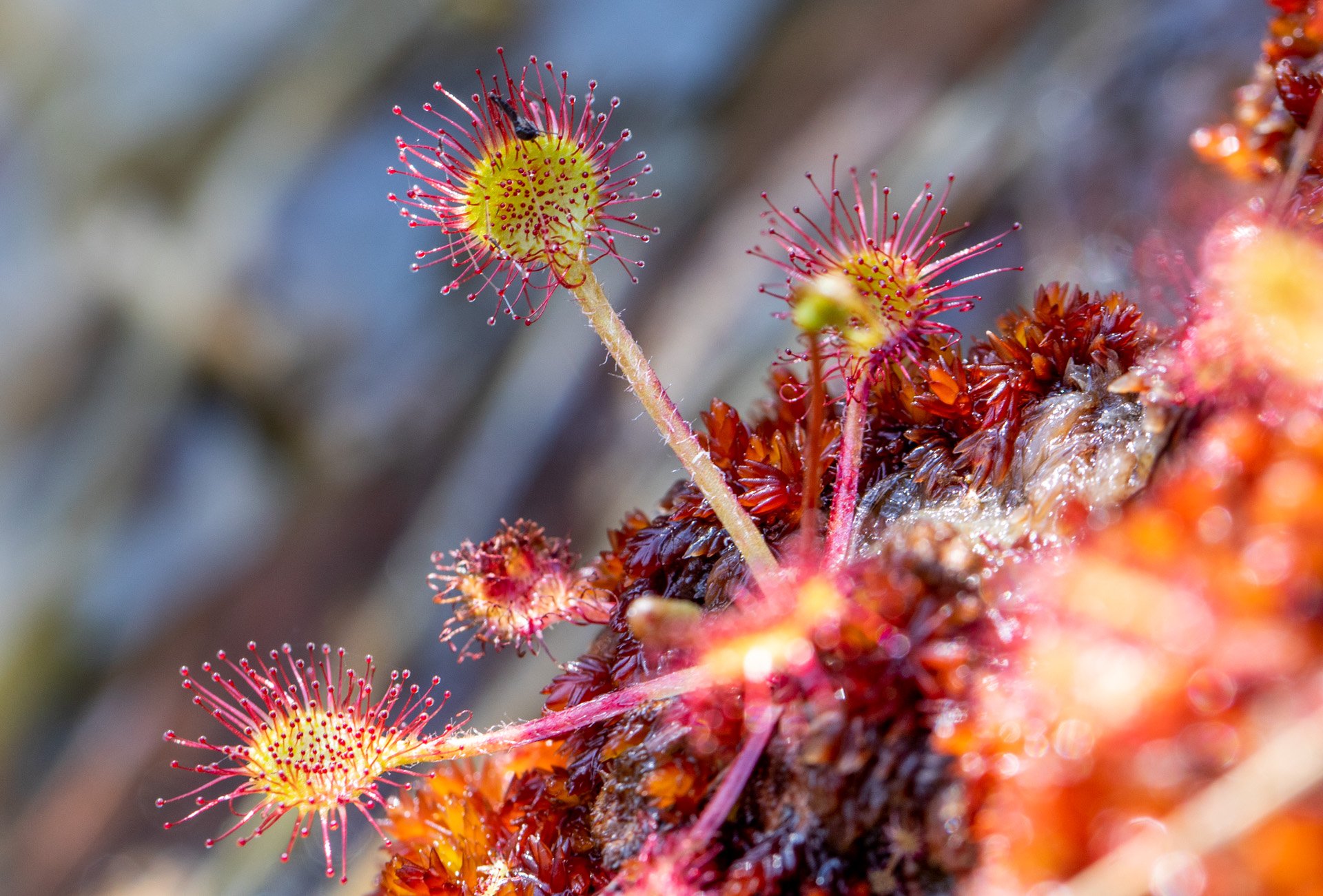 Round leaved sundew