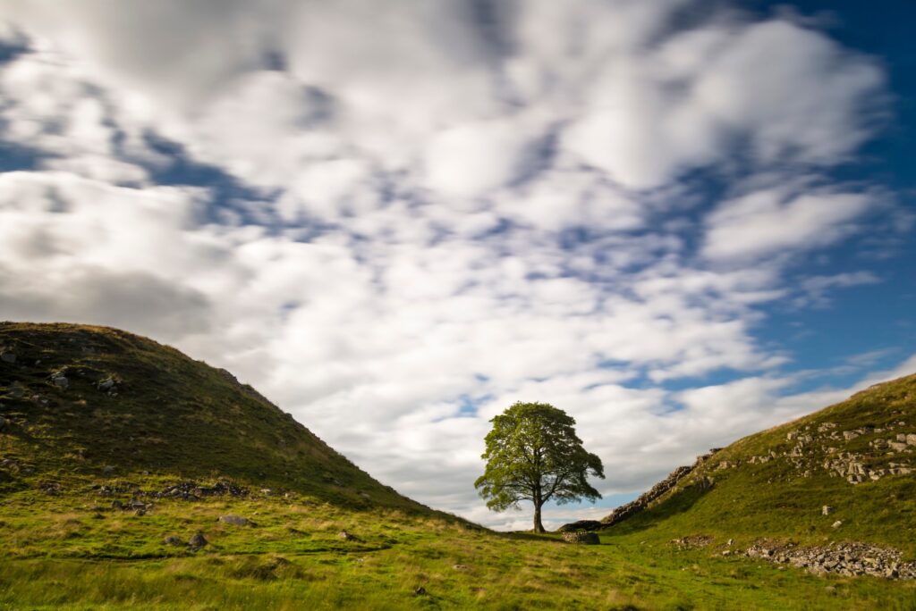Etifeddiaeth coeden y Sycamore Gap i barhau i dyfu yn Eryri