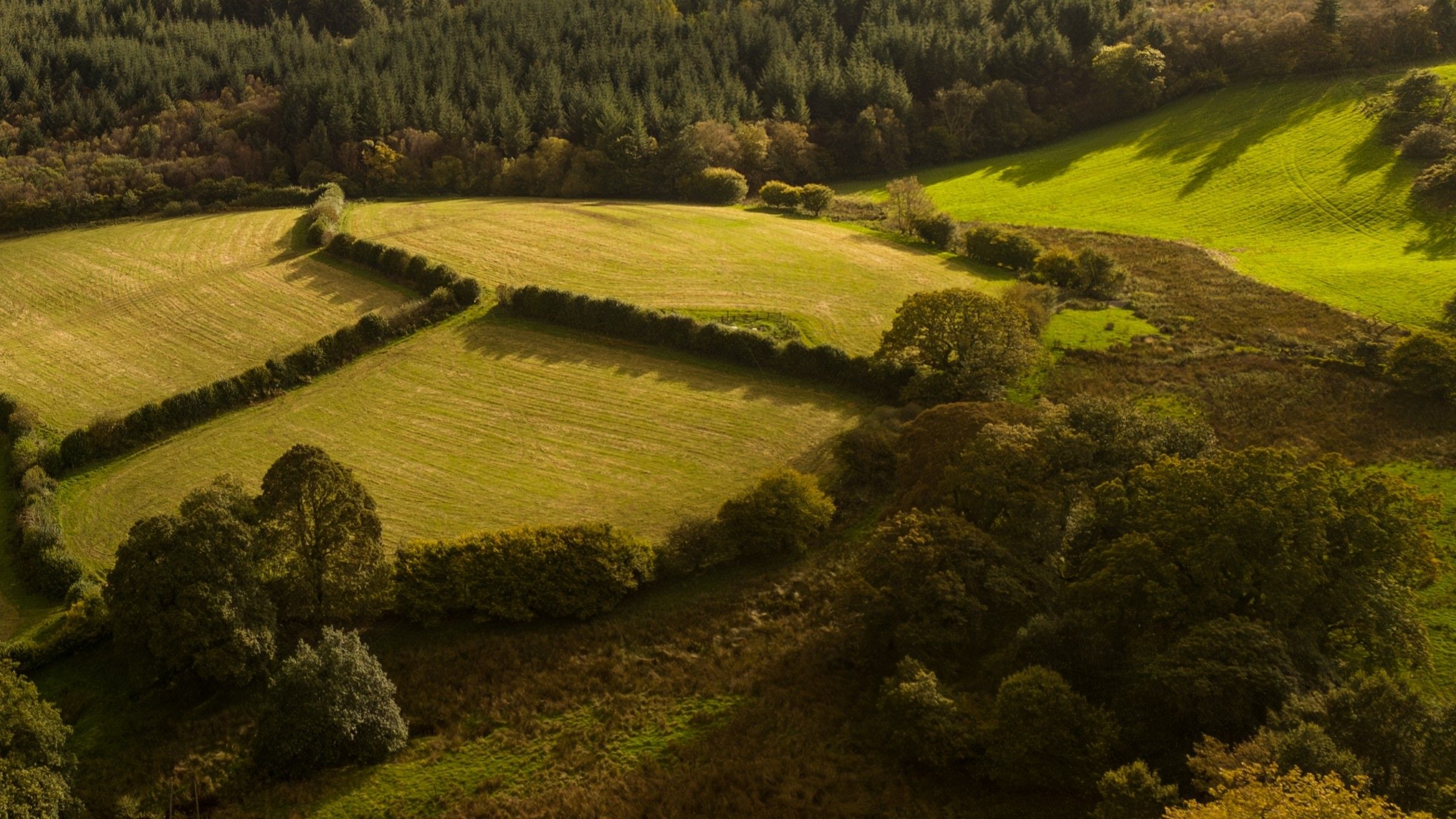 Coed-amaeth a’i fanteision niferus i dda byw a natur